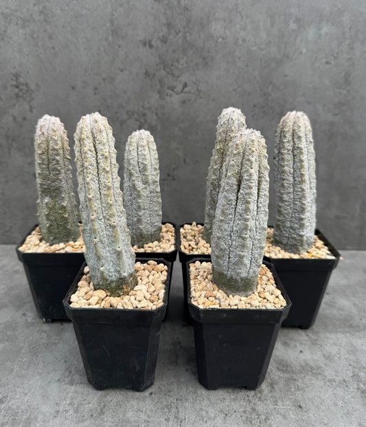 Euphorbia abdelkuri – wurzecht