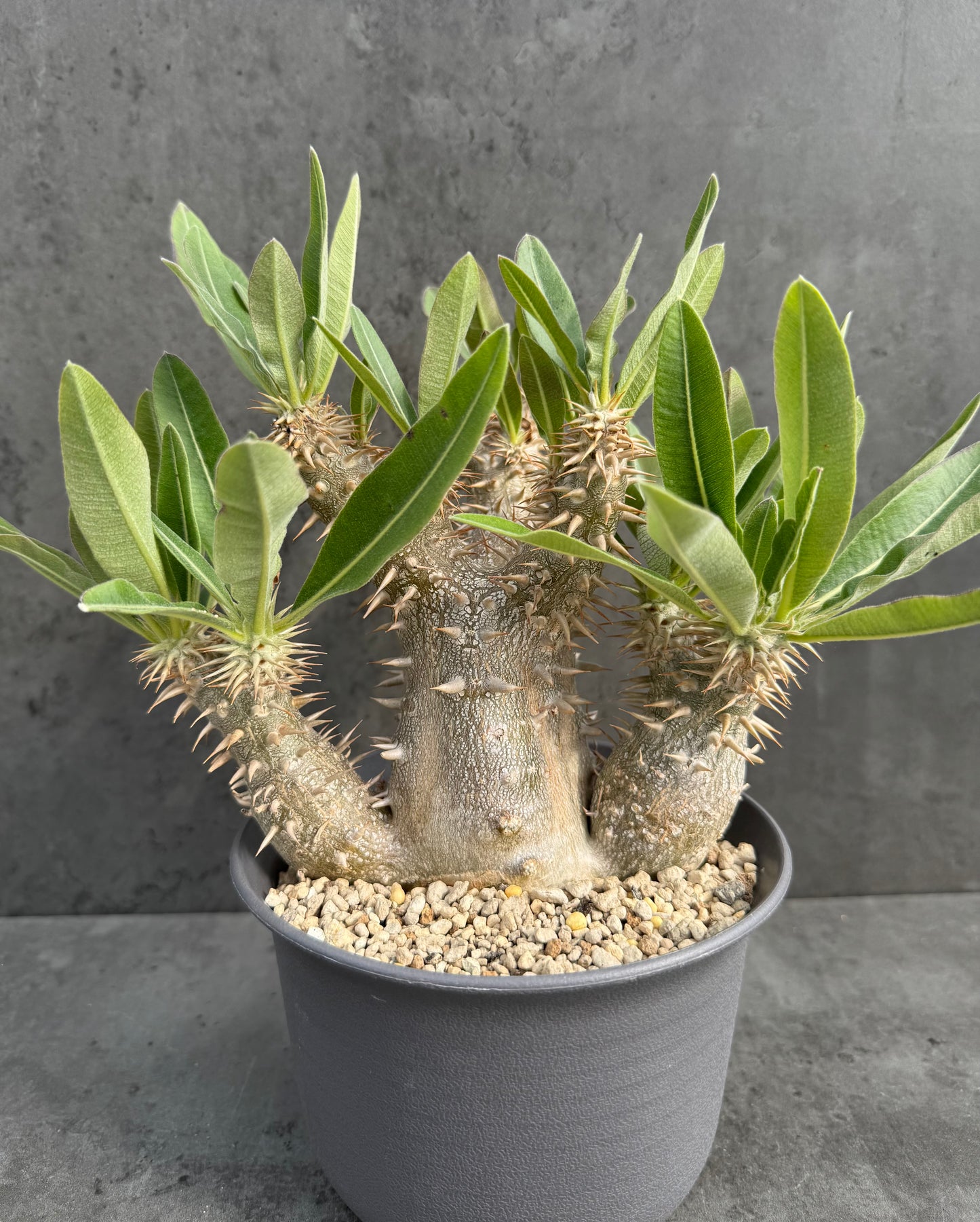 Pachypodium densiflorum große Pflanzen