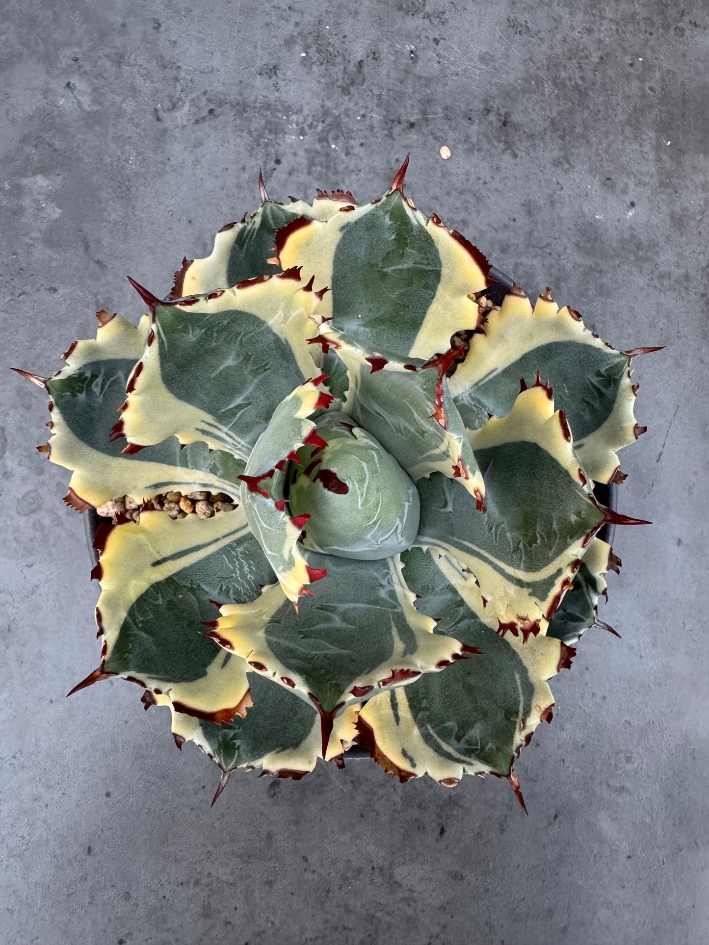 Agave isthmensis kabutogani