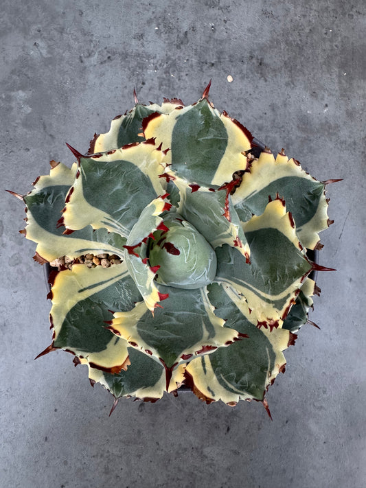 Agave isthmensis kabutogani