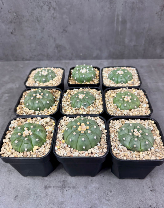 Astrophytum asterias cv. Kikko Nudum