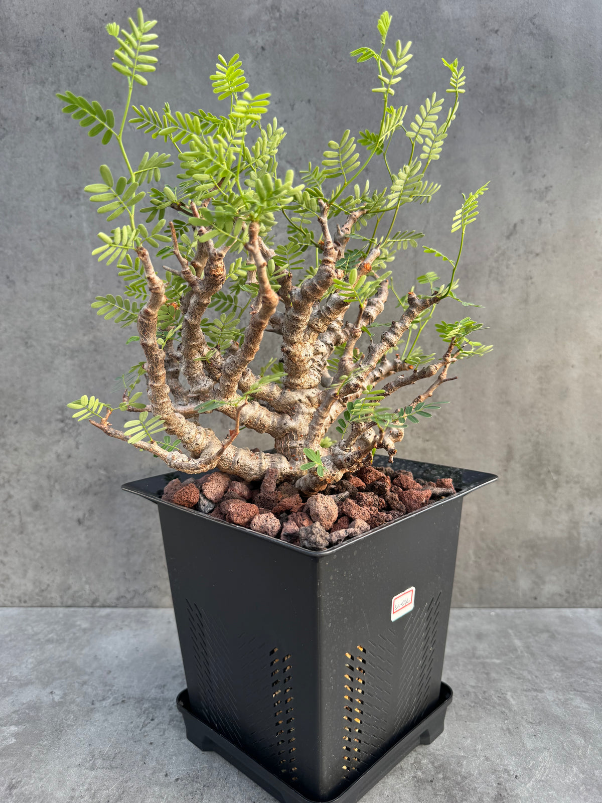 Senna meridionalis XXL - ein exklusives Exemplar! (XXL-05)