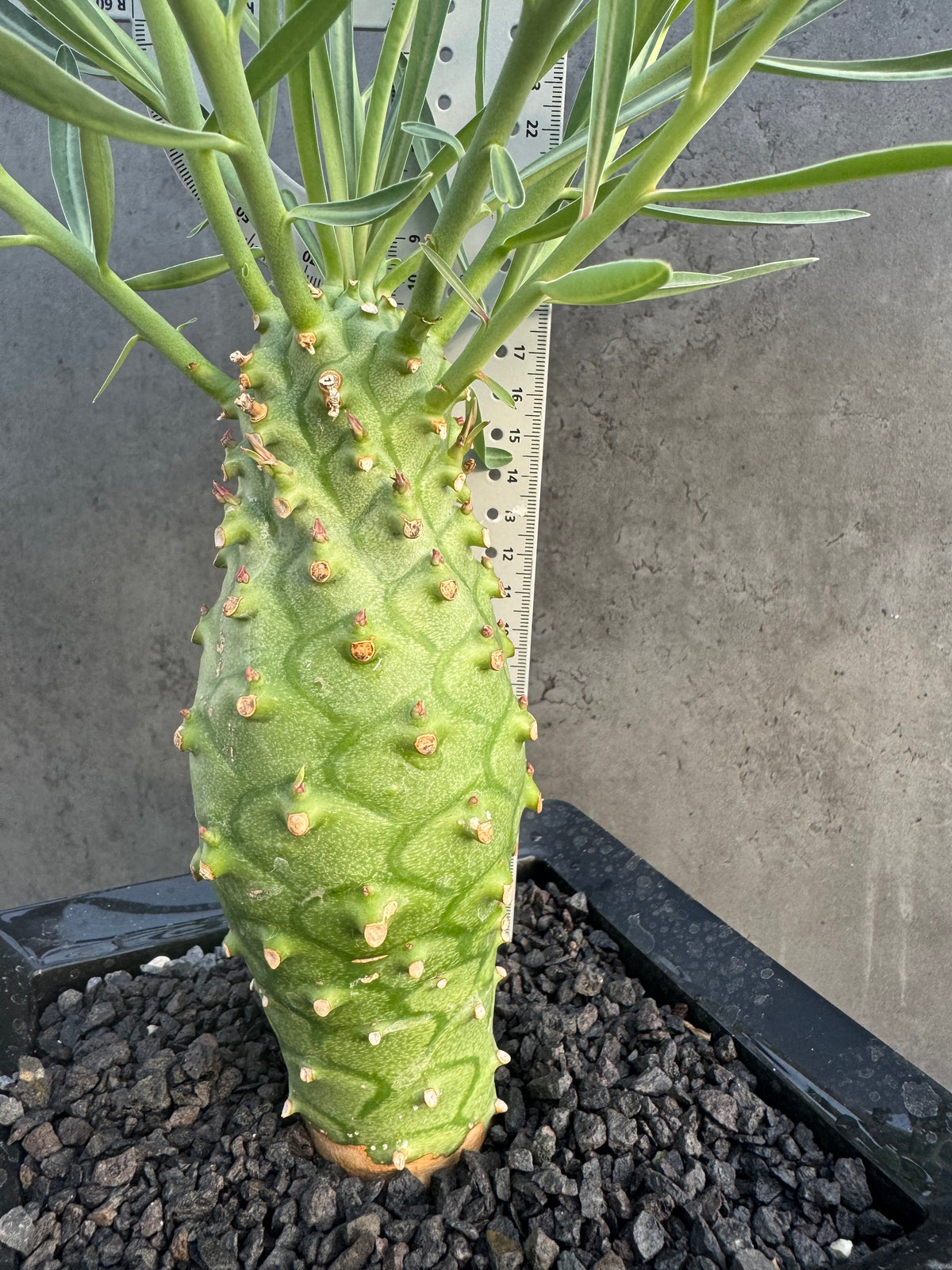 Euphorbia monteiroi – Angola Form (XXL - EM-01)