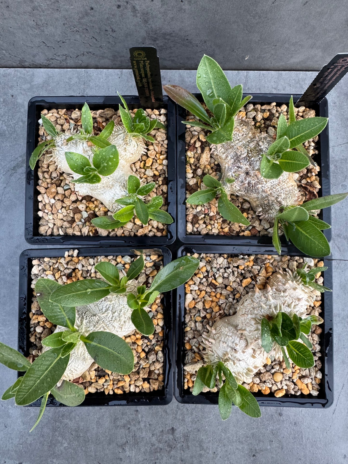 Pachypodium brevicaule – Seltene, steinartige Caudexpflanze aus Madagaskar, wurzelecht 7-8cm