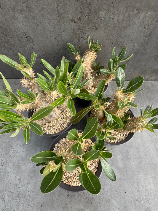 Pachypodium densiflorum große Pflanzen