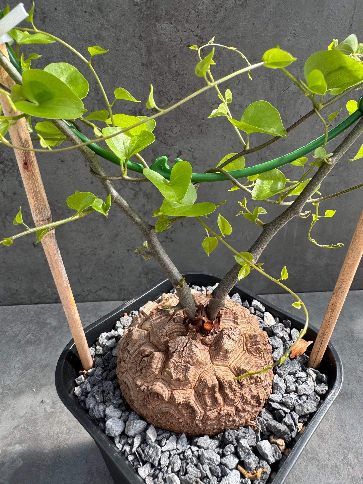 Dioscorea elephantipes – vollständig bewurzeltes Exemplar – Dioe-07