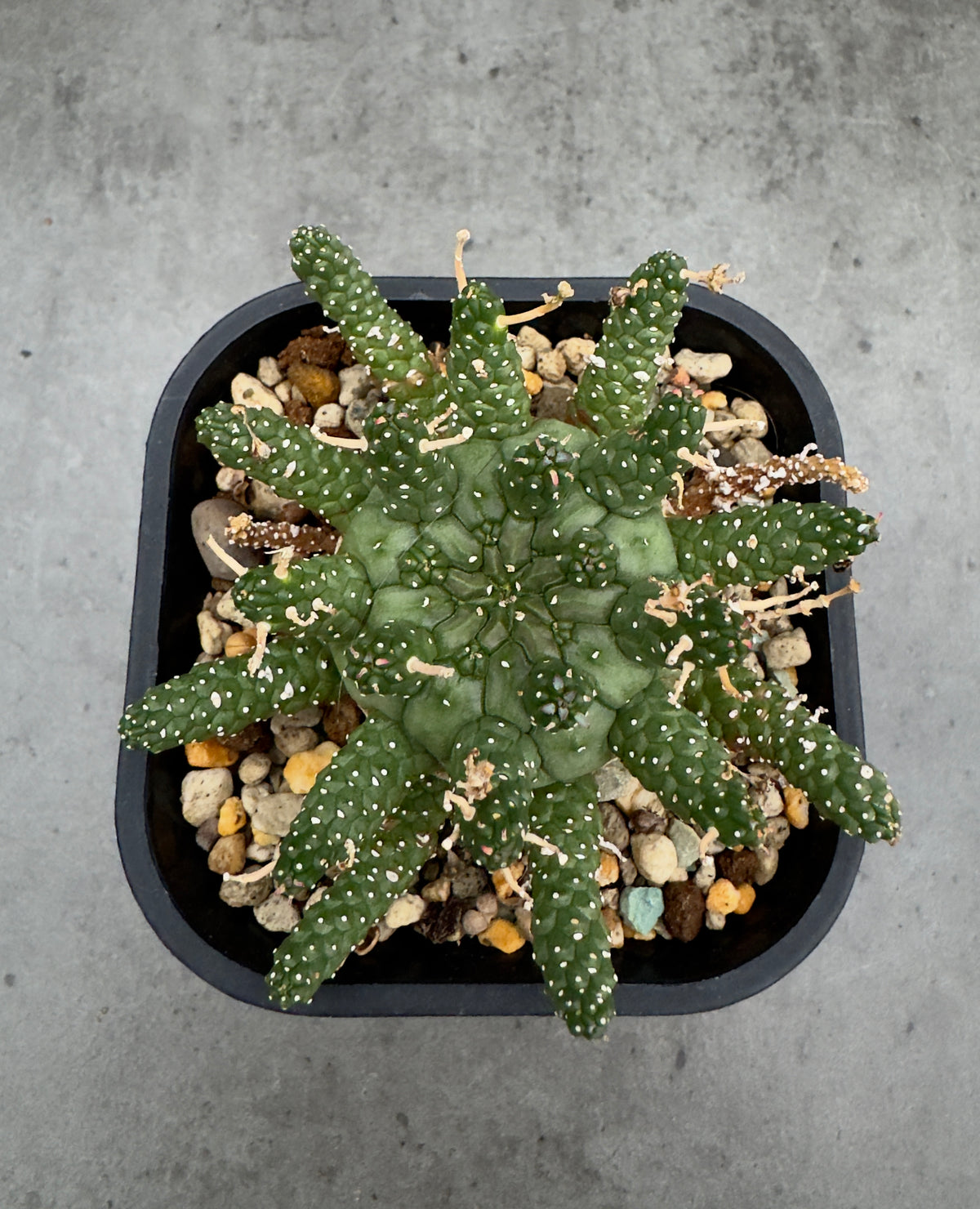 Euphorbia gamkensis