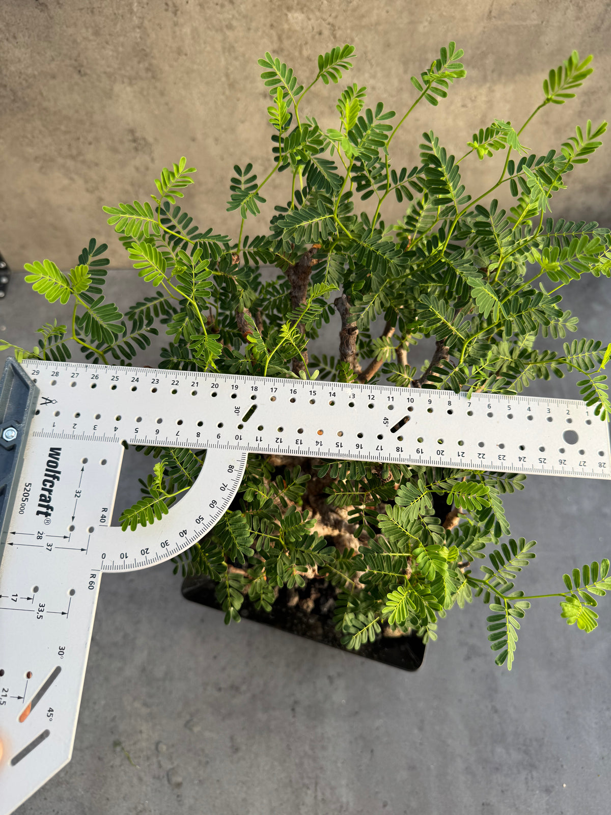 Senna meridionalis XXL - ein exklusives Exemplar!