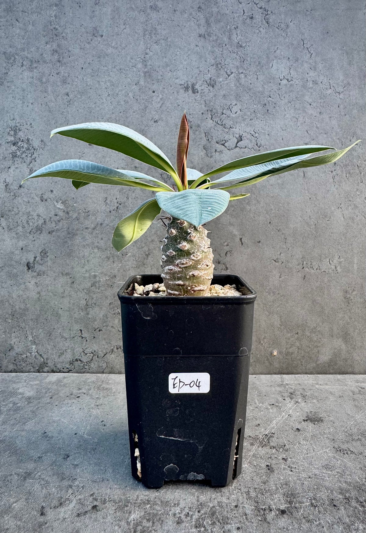 Euphorbia pachypodioides