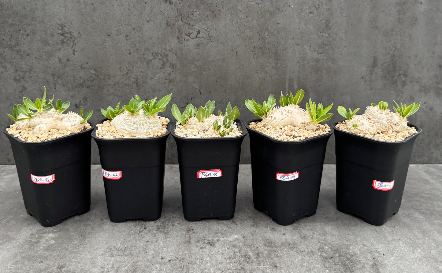 Pachypodium Brevicaule - Medium