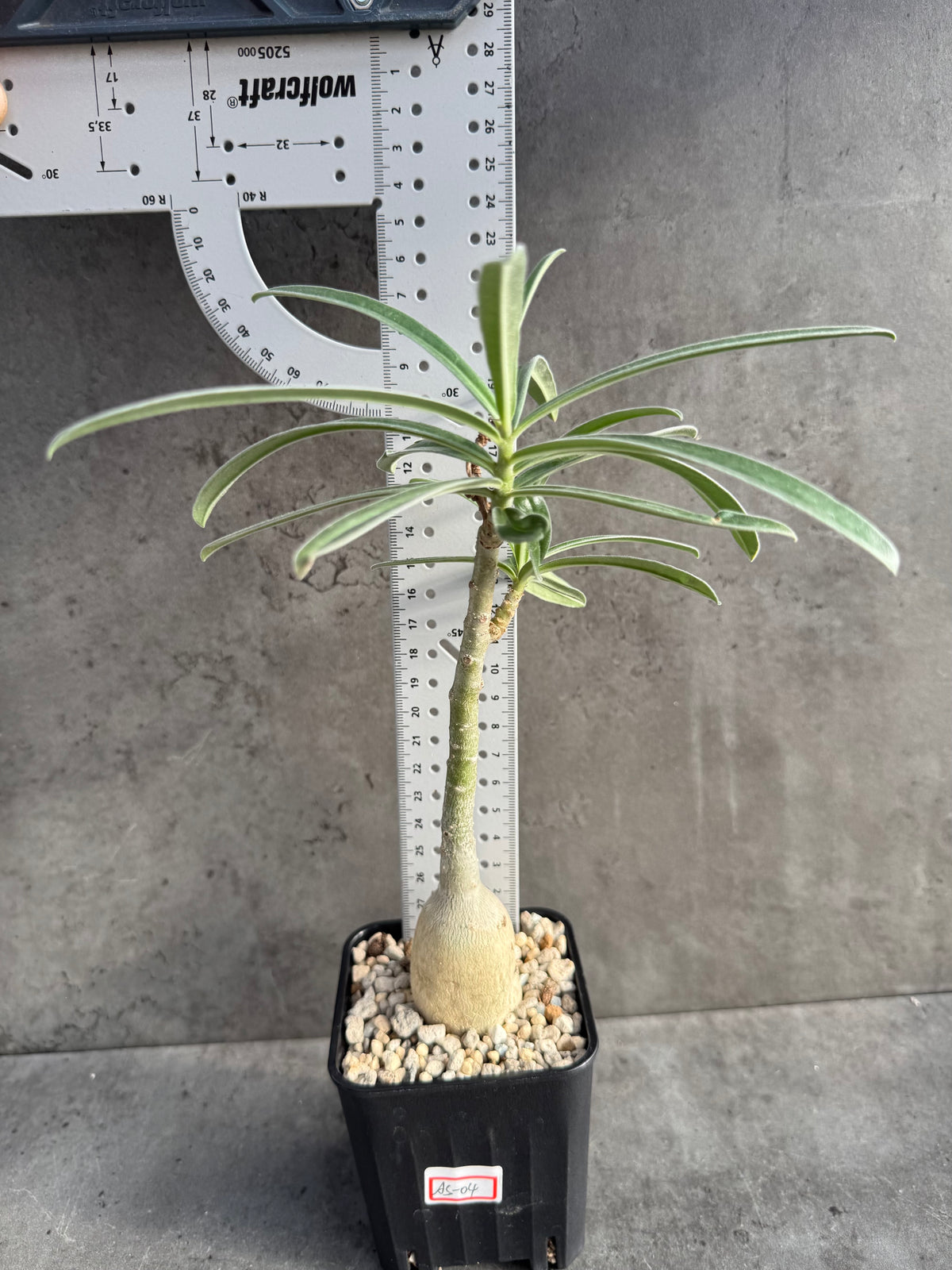 Adenium swazicum