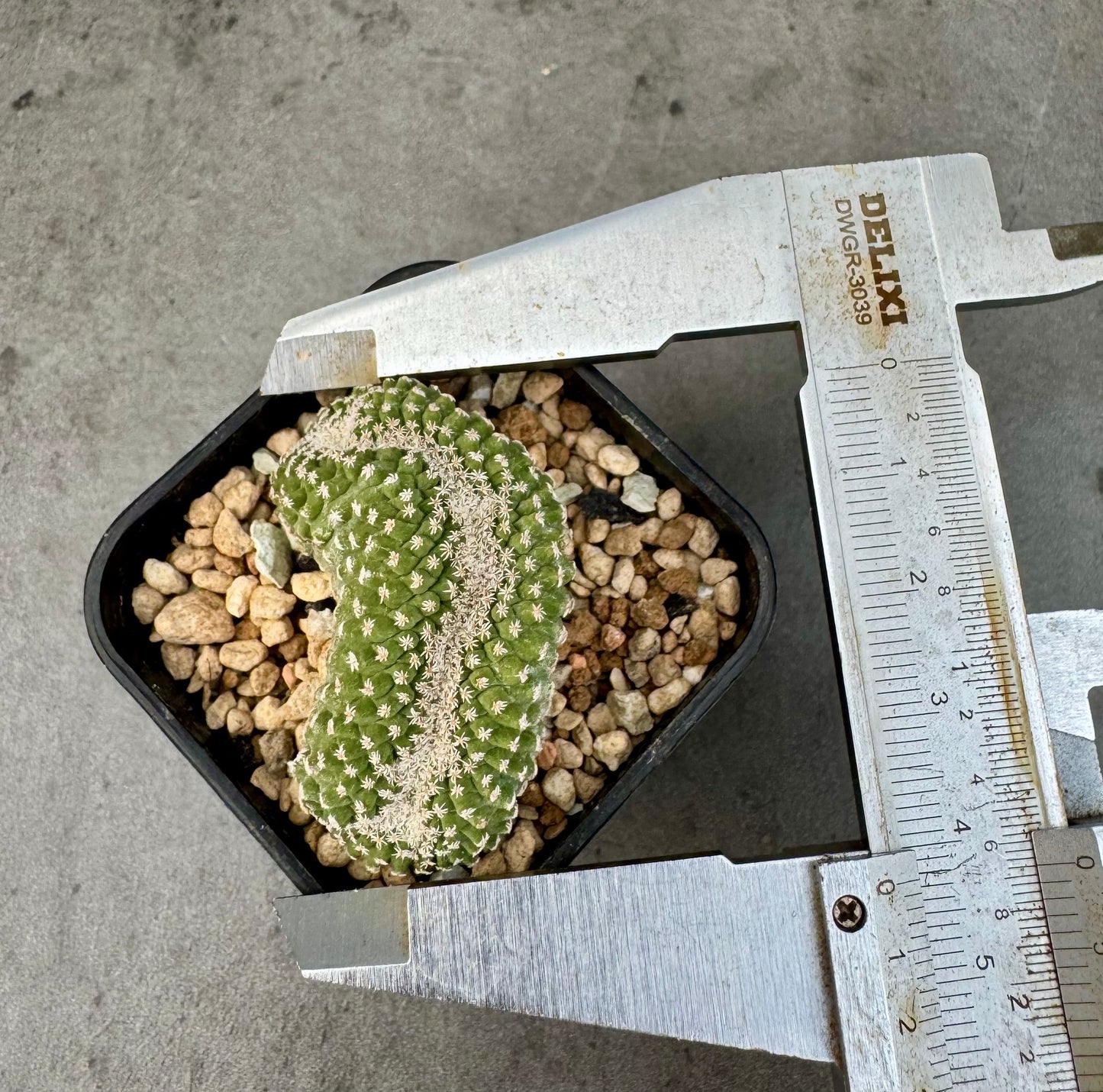 strombocactus disciformis f cristata