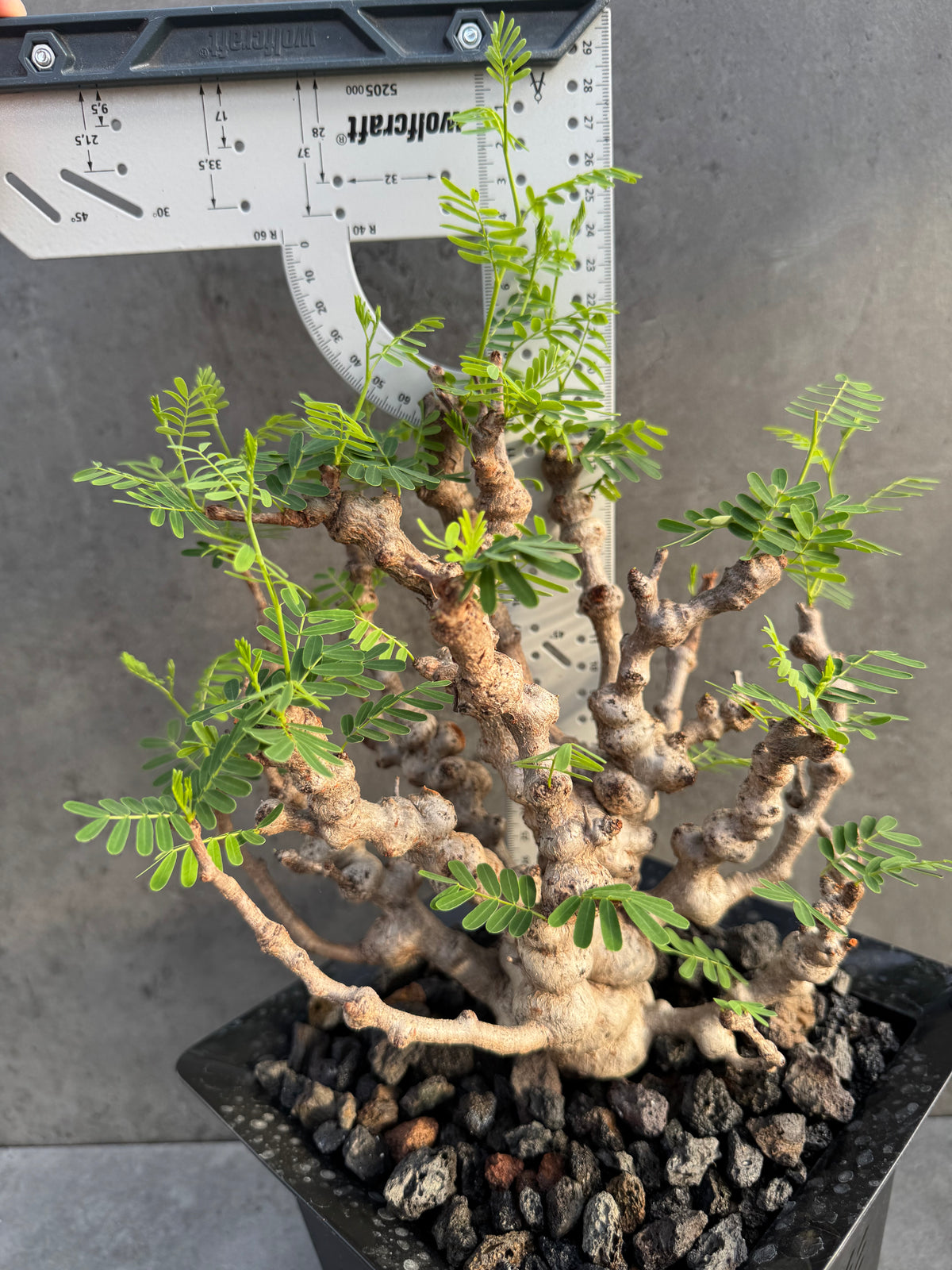 Senna meridionalis - ein exklusives Exemplar! (XL-03)