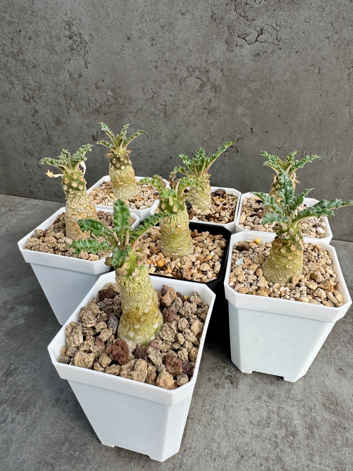 Dorstenia lavrani – Seltene Caudexpflanze mit einzigartigen Scheibenblüten