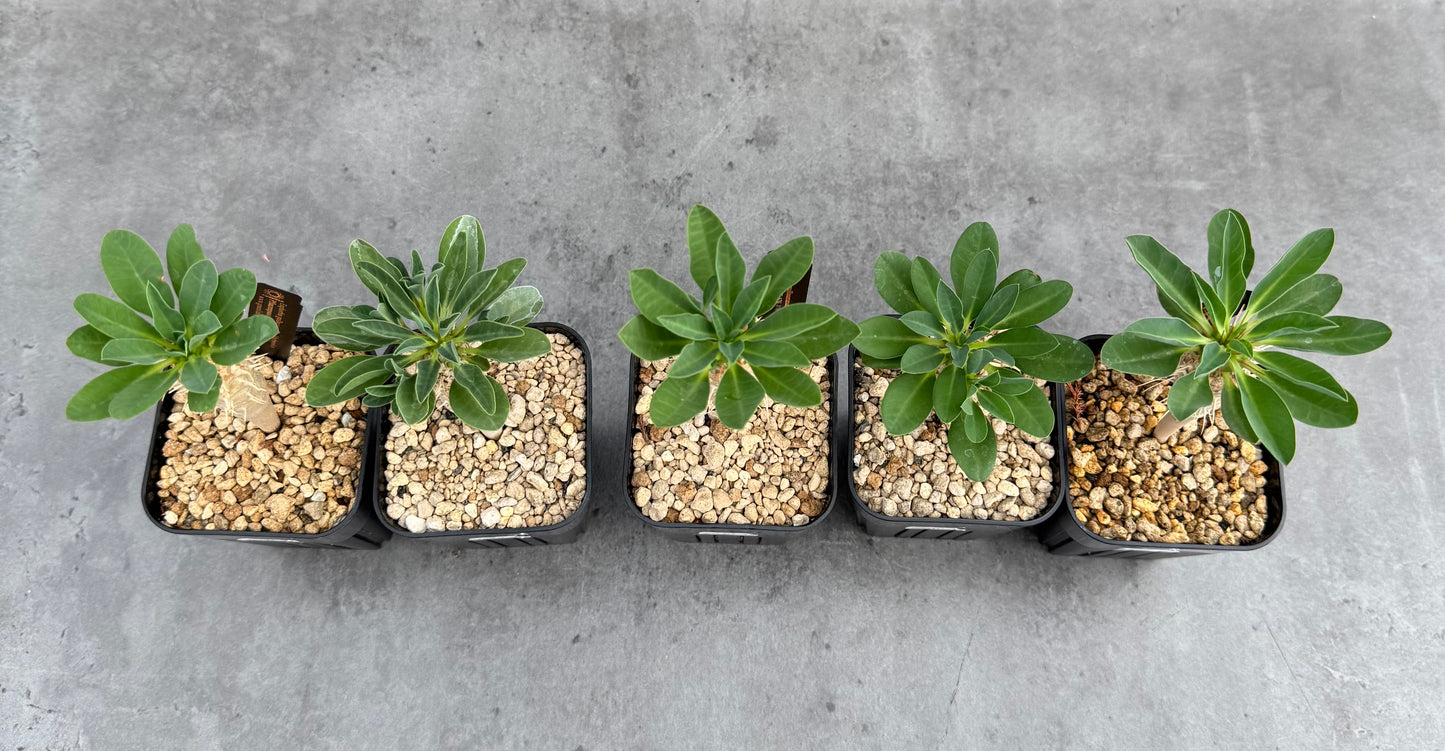 Euphorbia guillauminiana