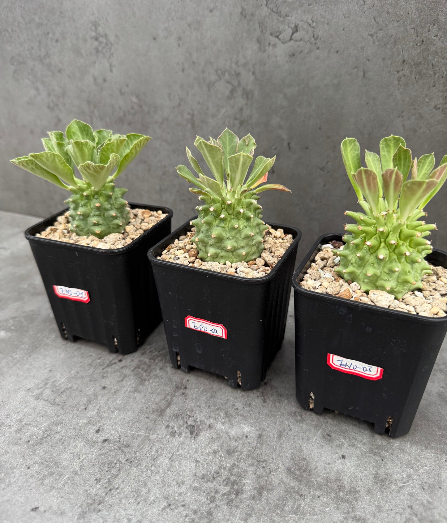 Euphorbia neoreflexa