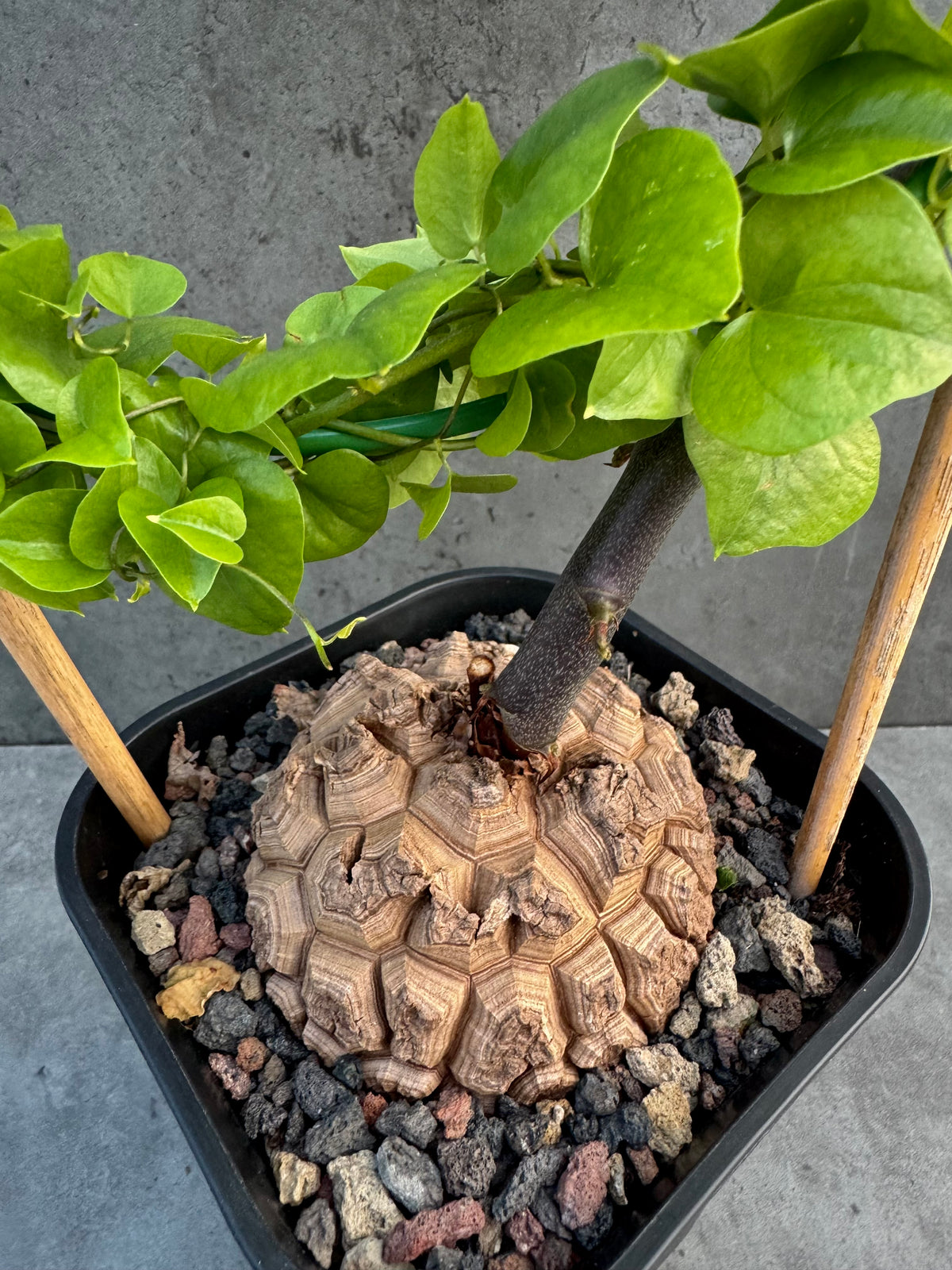 Dioscorea elephantipes – vollständig bewurzeltes Exemplar – Dio-12
