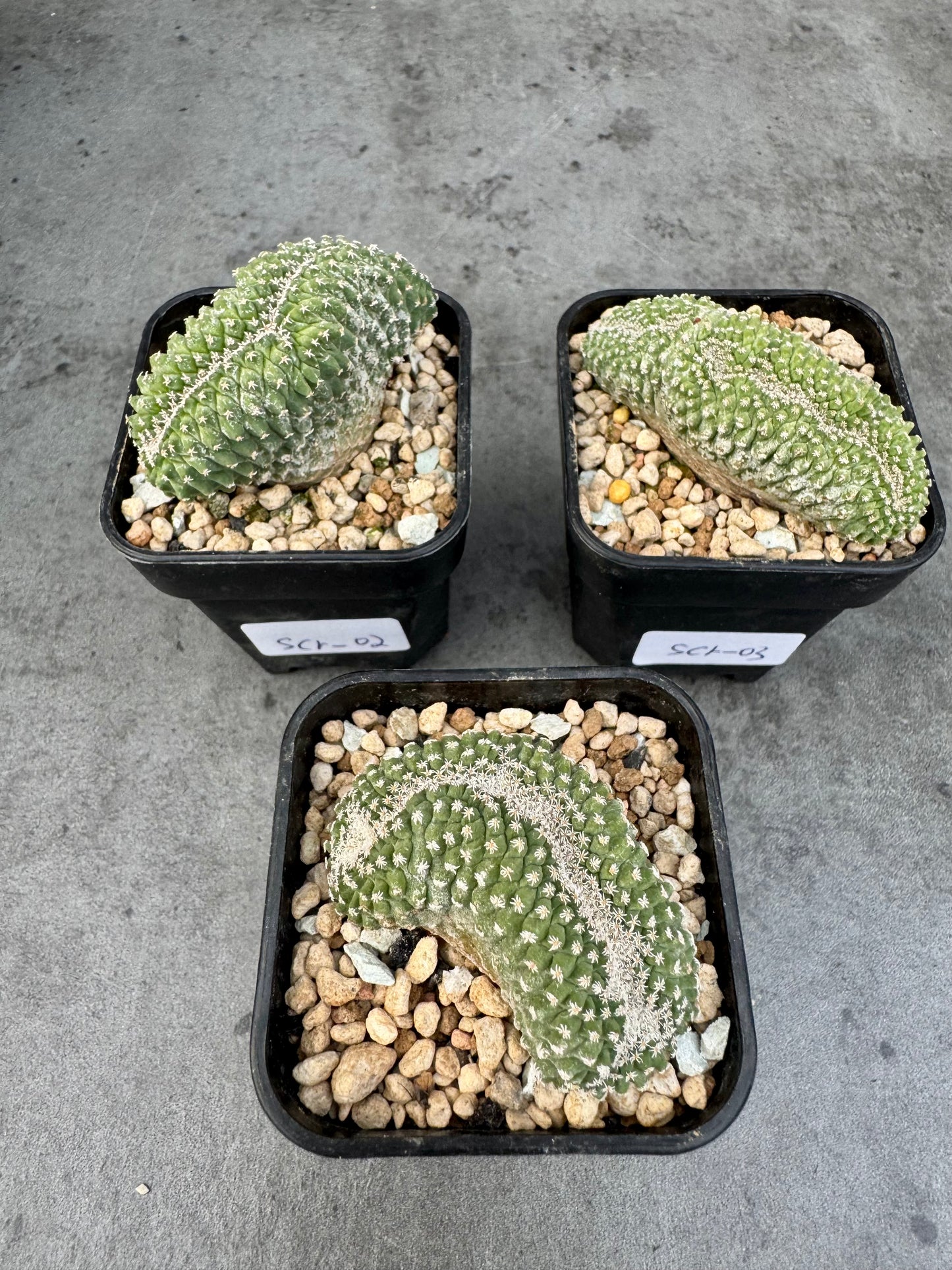 strombocactus disciformis f cristata