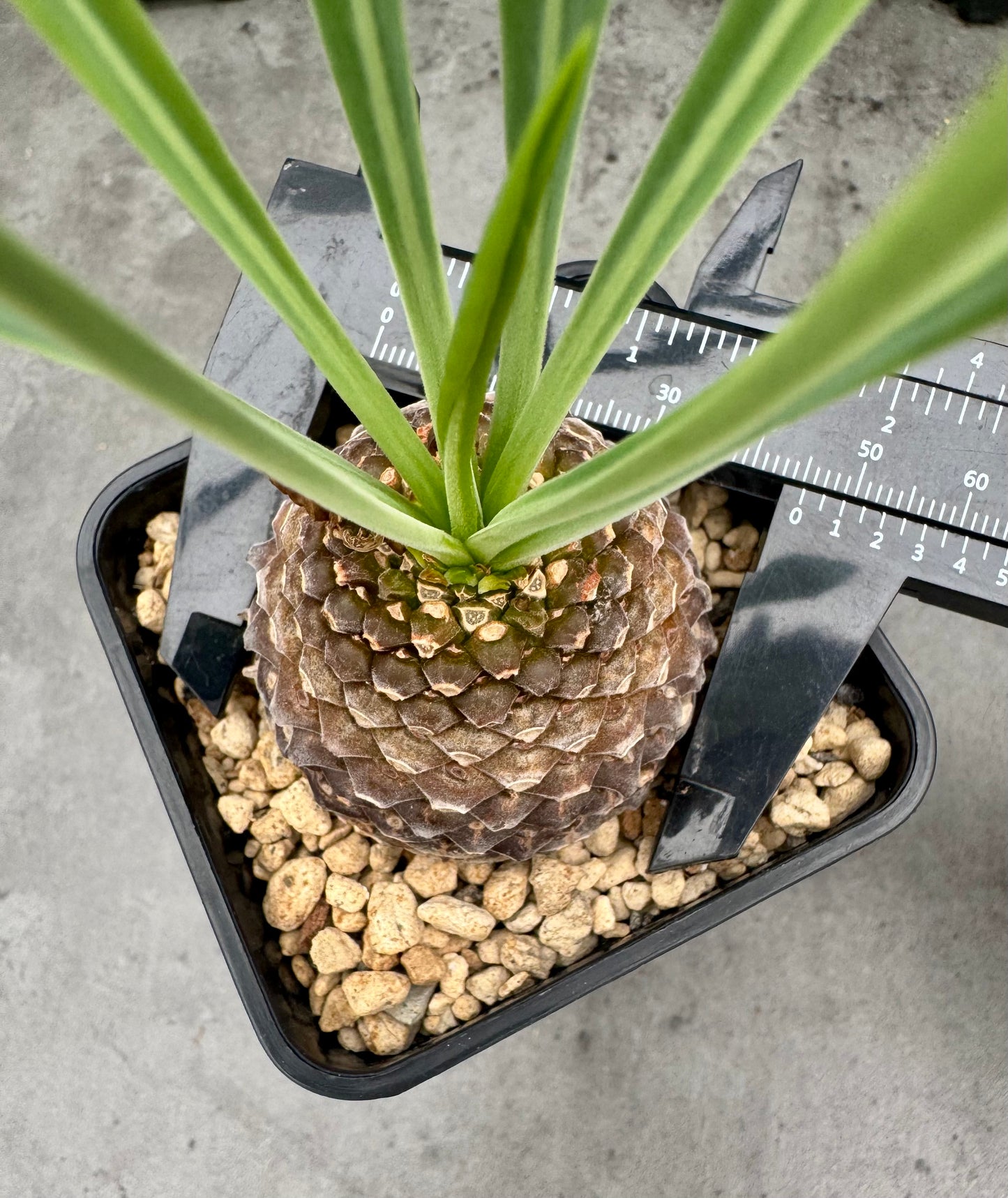 Euphorbia bupleurifolia – Exklusive Caudexpflanze mit Palmen- & Ananasoptik
