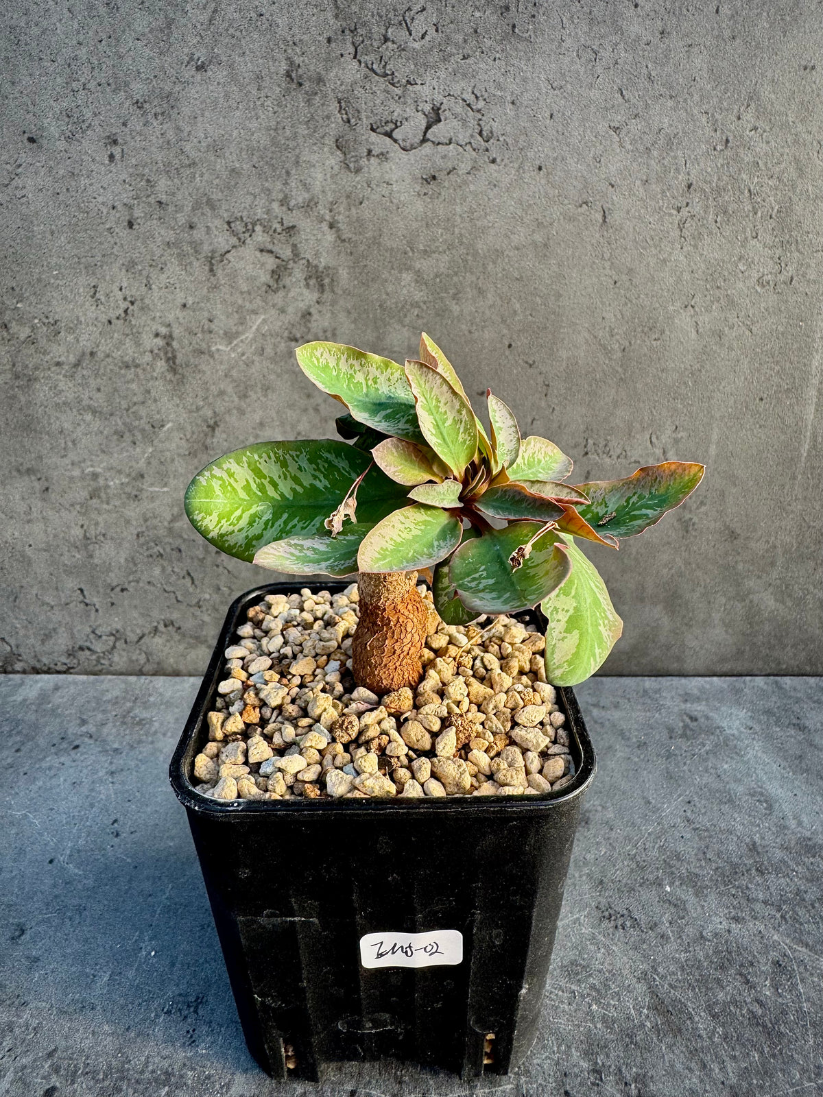 Euphorbia moratii