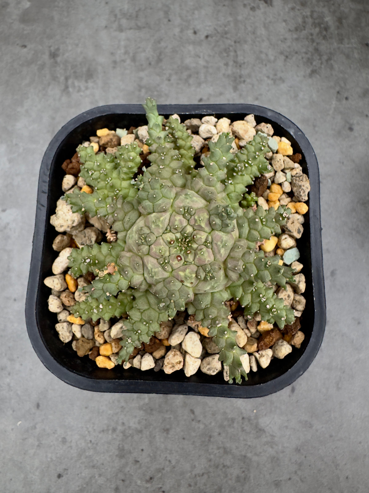Euphorbia brevirama