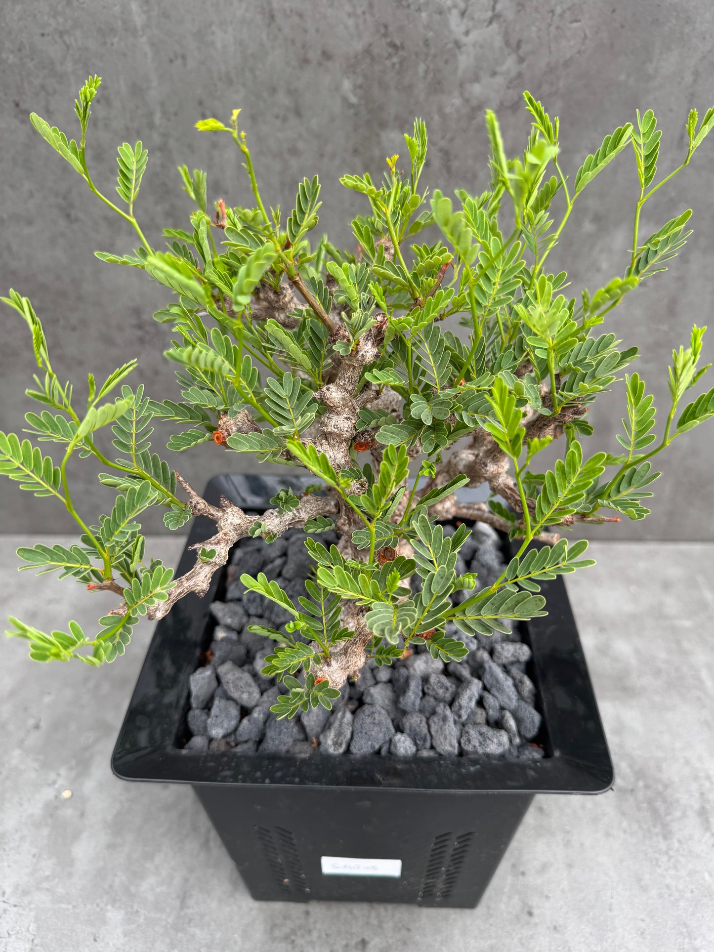 Senna meridionalis - ein exklusives Exemplar!