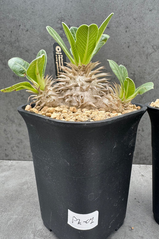 Pachypodium eburneum