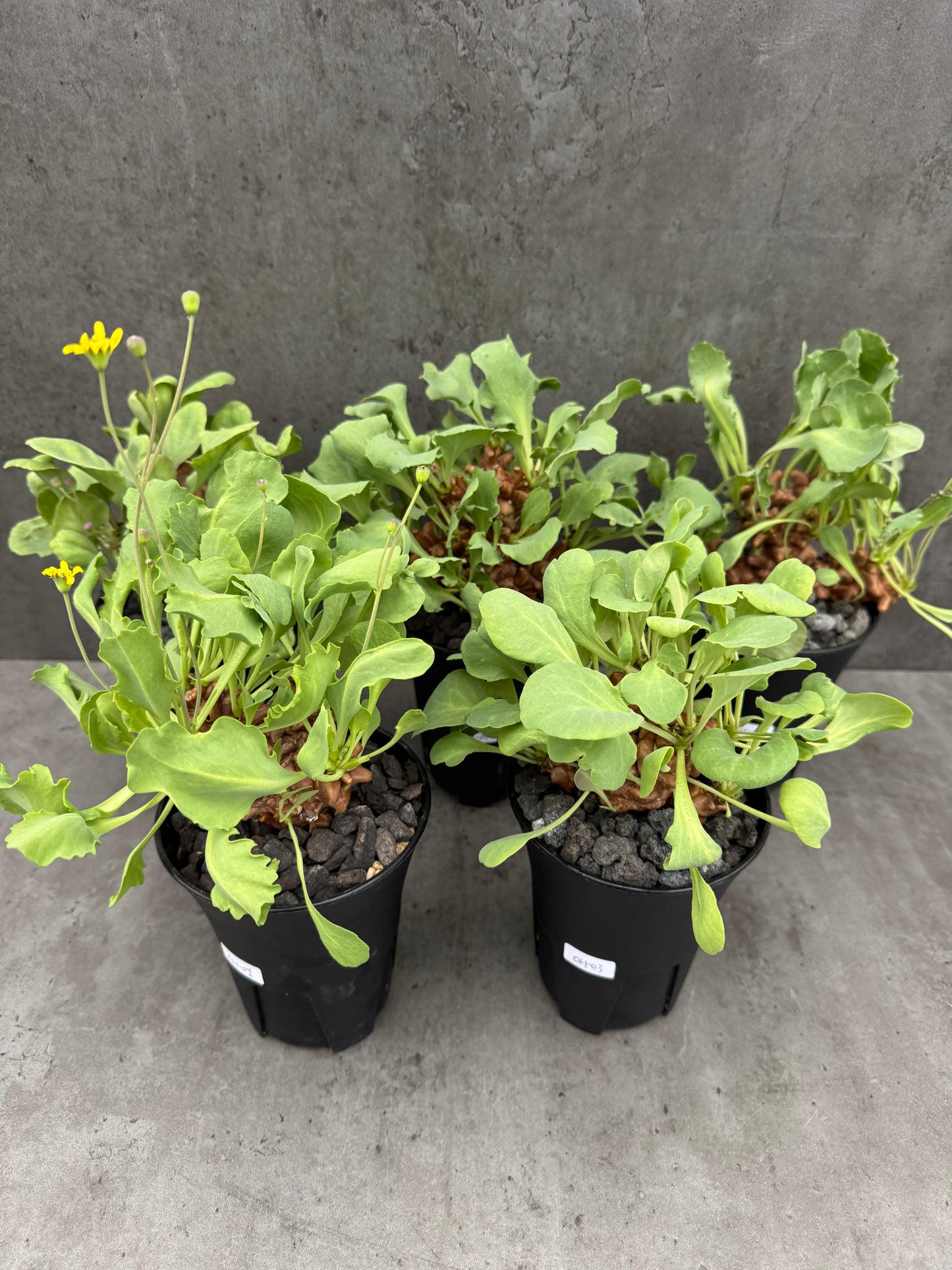 Othonna herrei - große Pflanzen