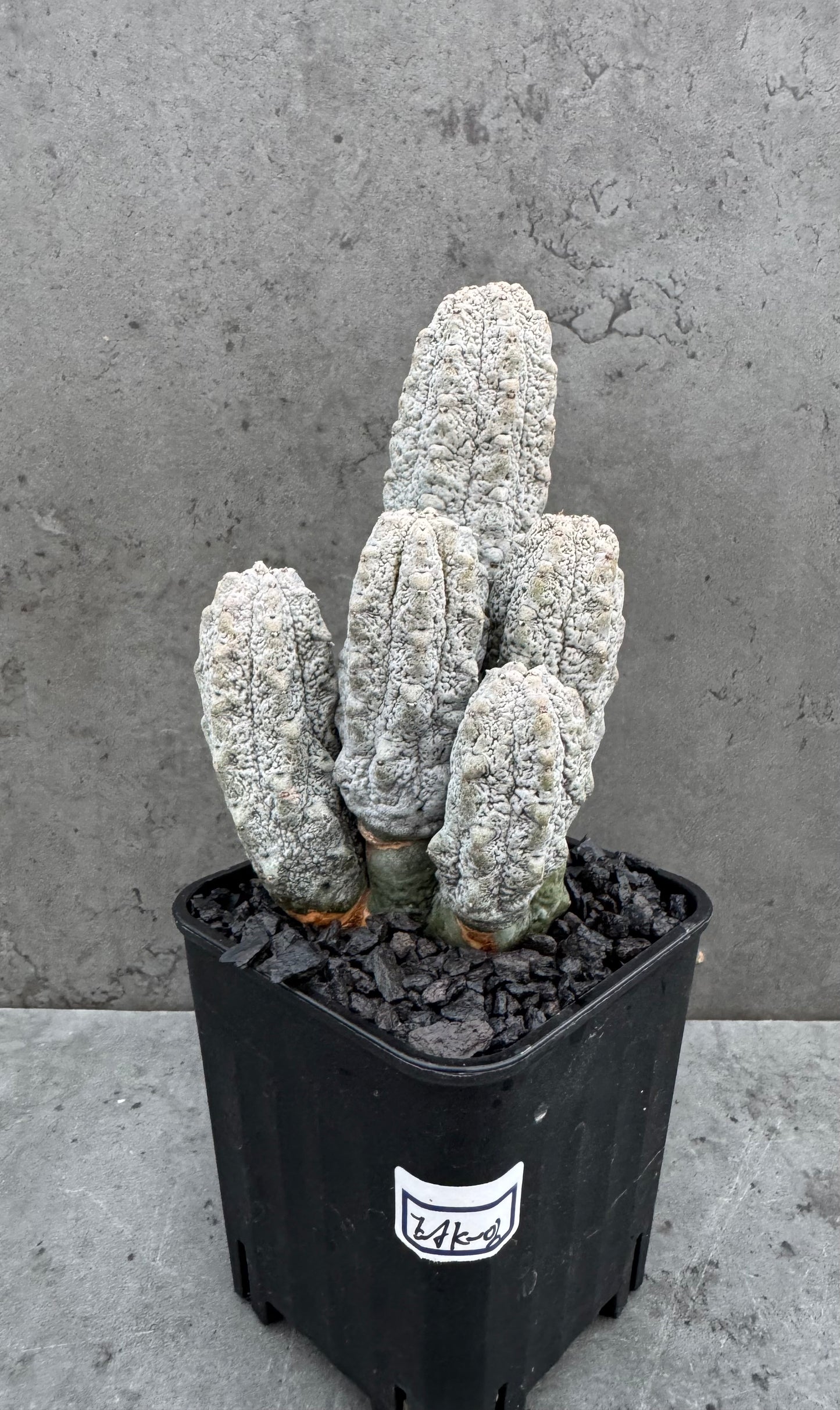 Euphorbia abdelkuri  – Wurzelecht