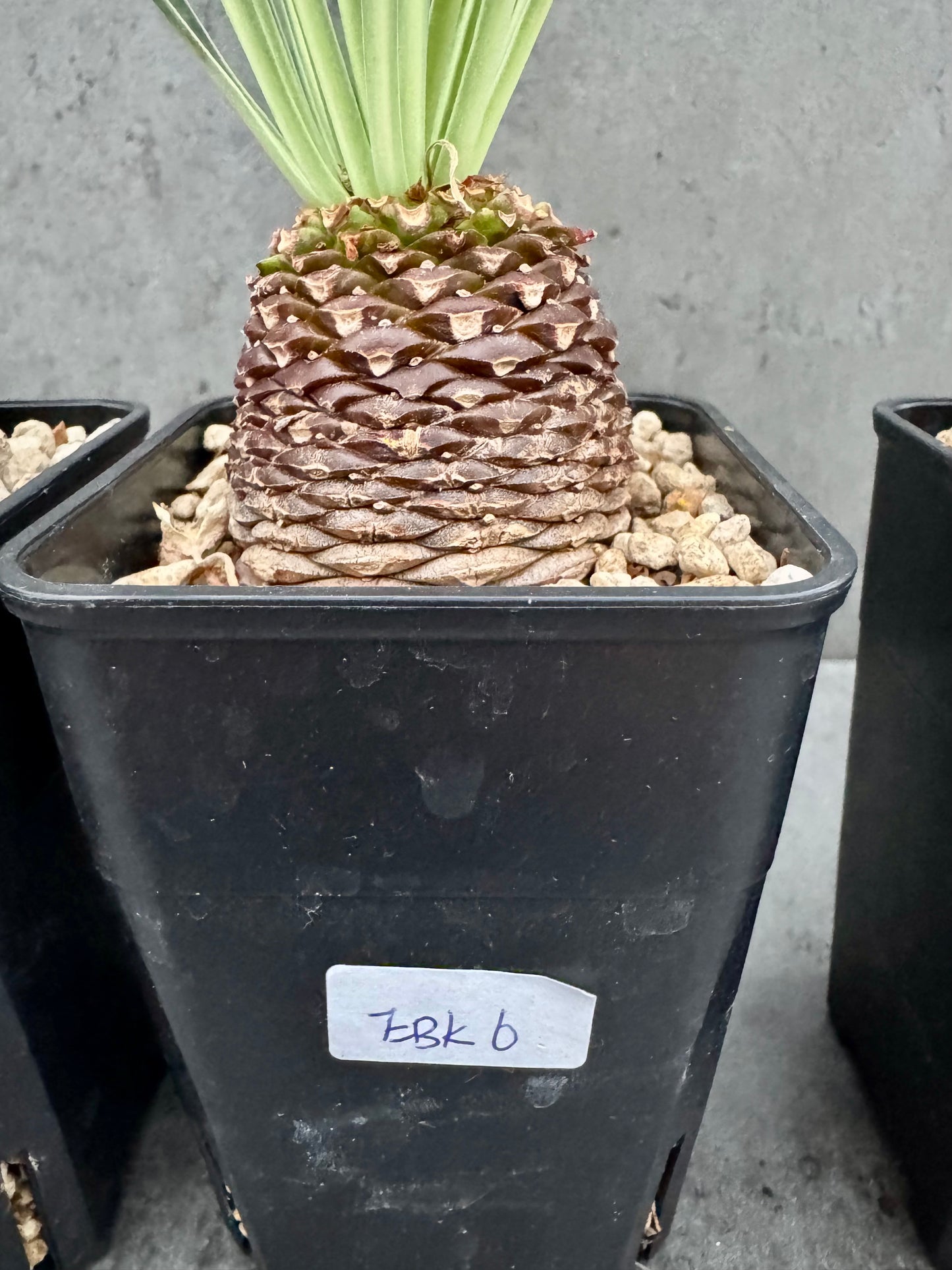 Euphorbia bupleurifolia – Exklusive Caudexpflanze mit Palmen- & Ananasoptik