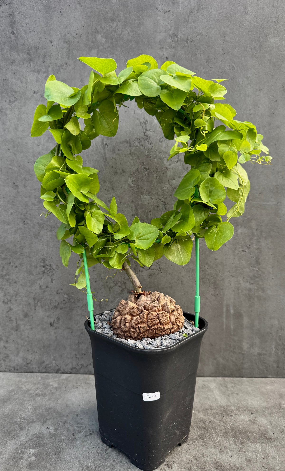 Dioscorea elephantipes – vollständig bewurzeltes Exemplar – Dio-10