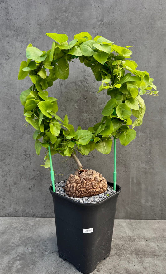 Dioscorea elephantipes – vollständig bewurzeltes Exemplar – Dio-10