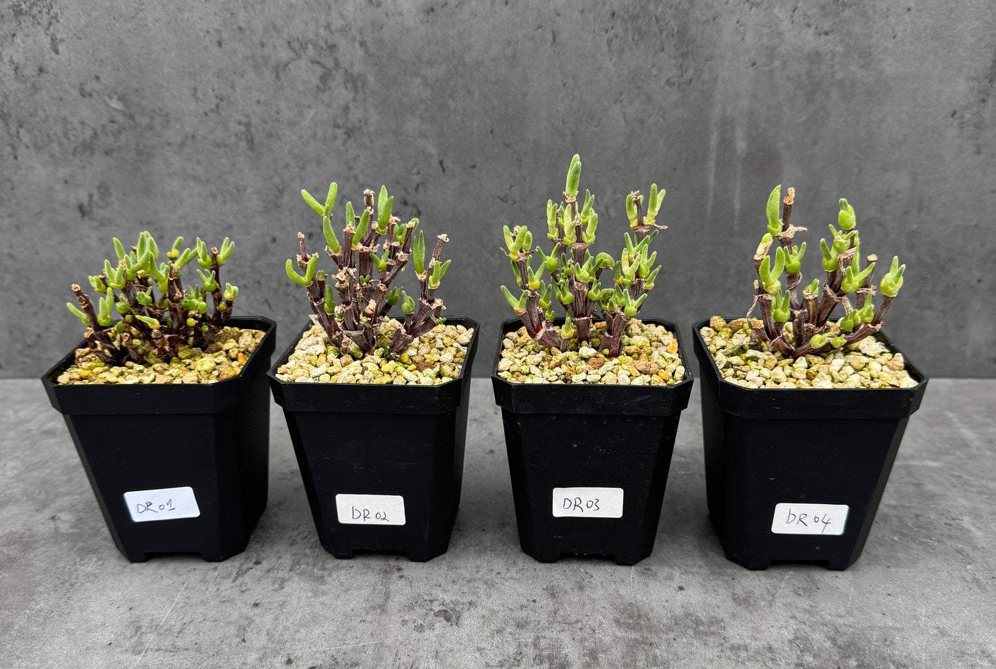 Drosanthemum ramulosum- Stammbildende Mittagsblume aus Südafrika