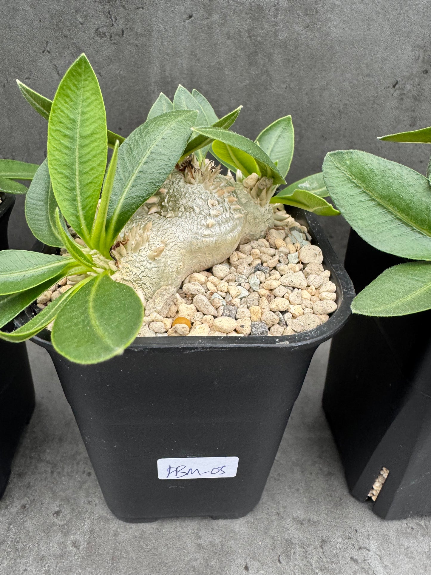 Pachypodium brevicaule - wurzelecht 7cm