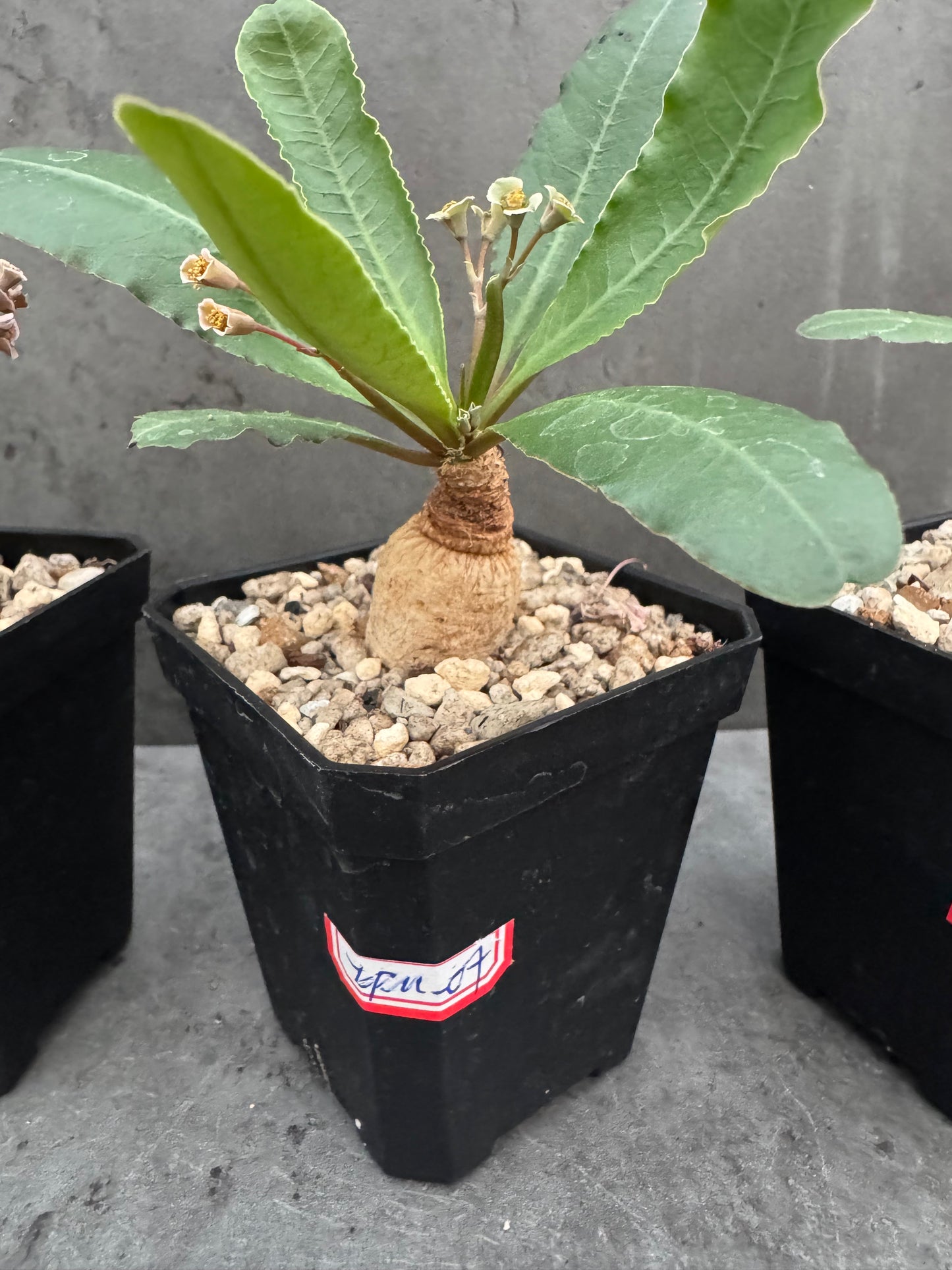Euphorbia primulifolia