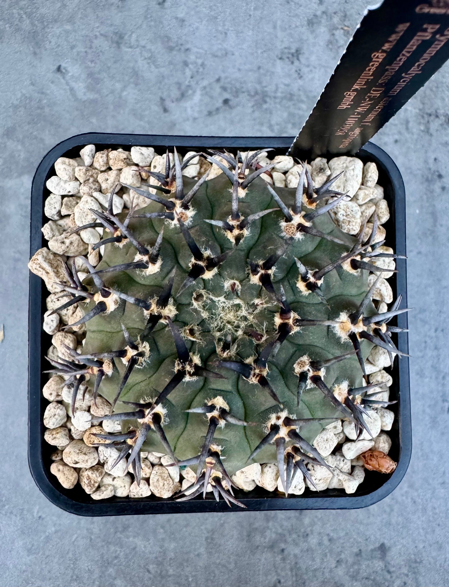 Gymnocalycium asterium f. nigrispina