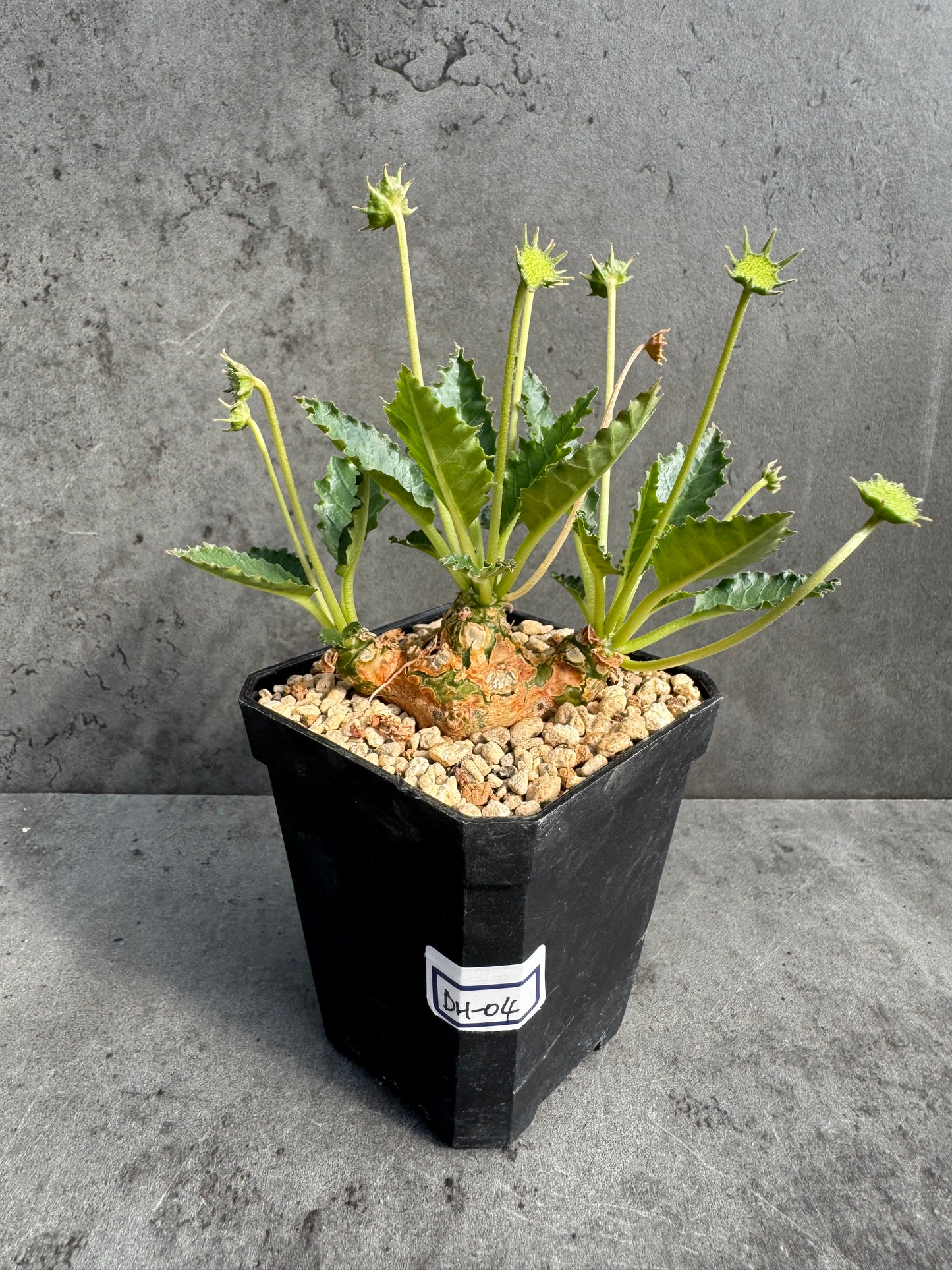 Dorstenia horwoodii