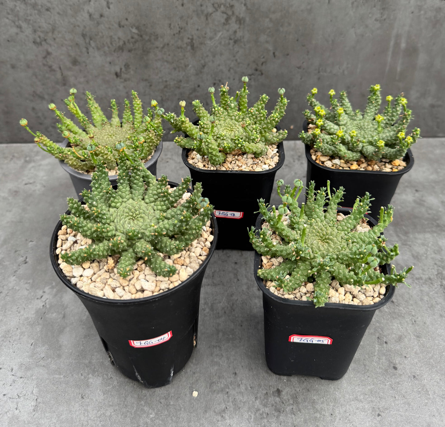 Euphorbia gorgonis