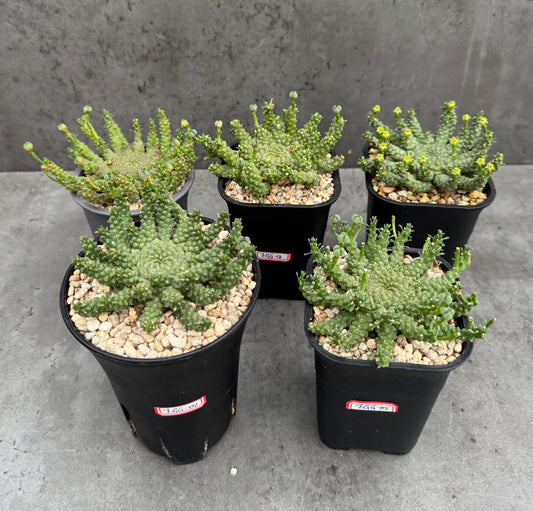 Euphorbia gorgonis