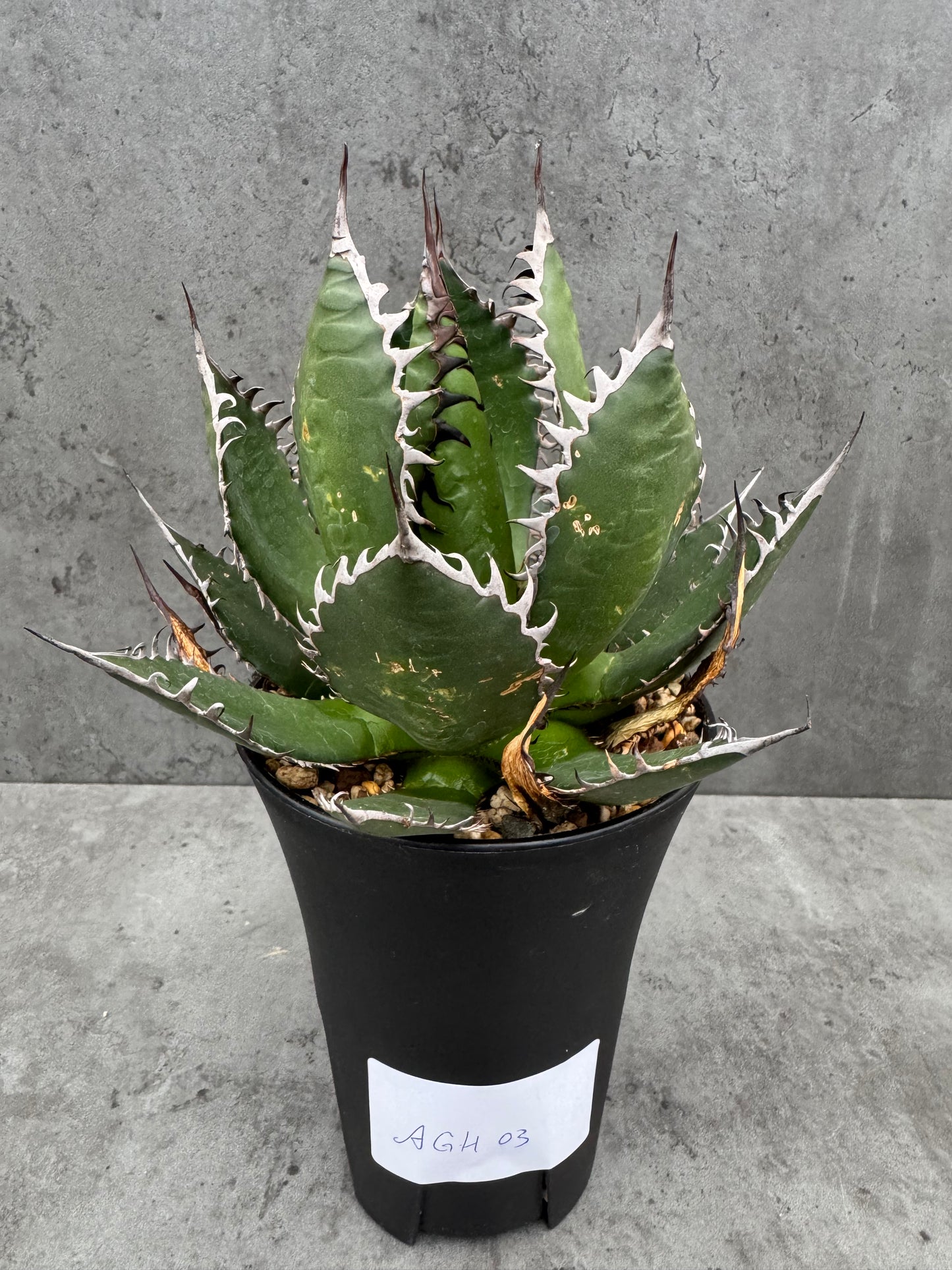 Agave horrida