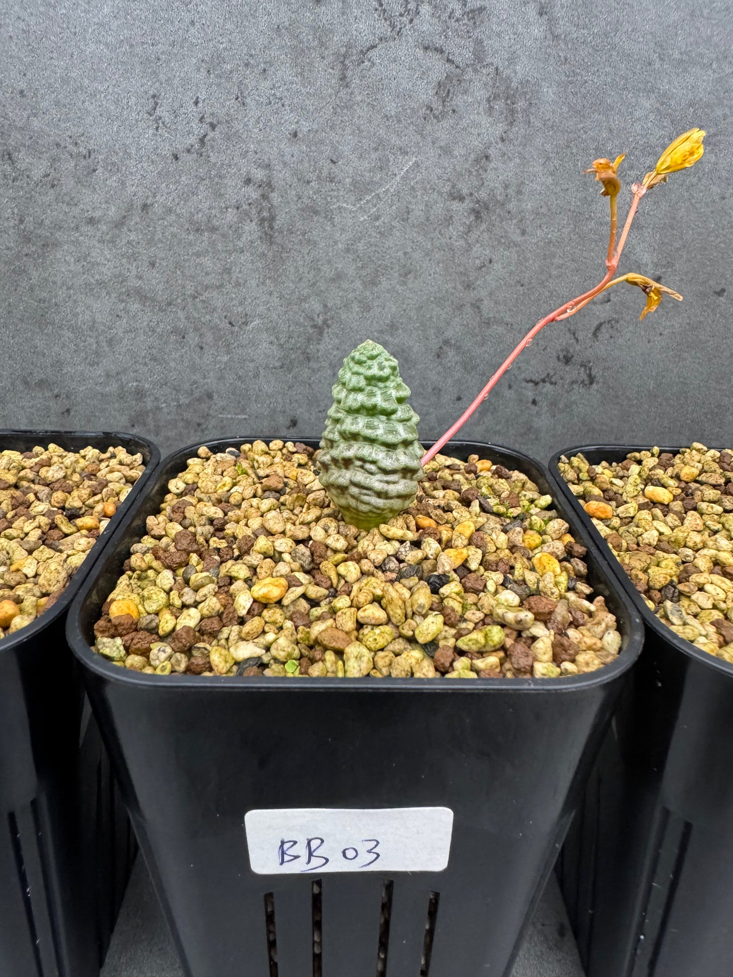 Bubine bruynsii - Rarität aus Namaqualand