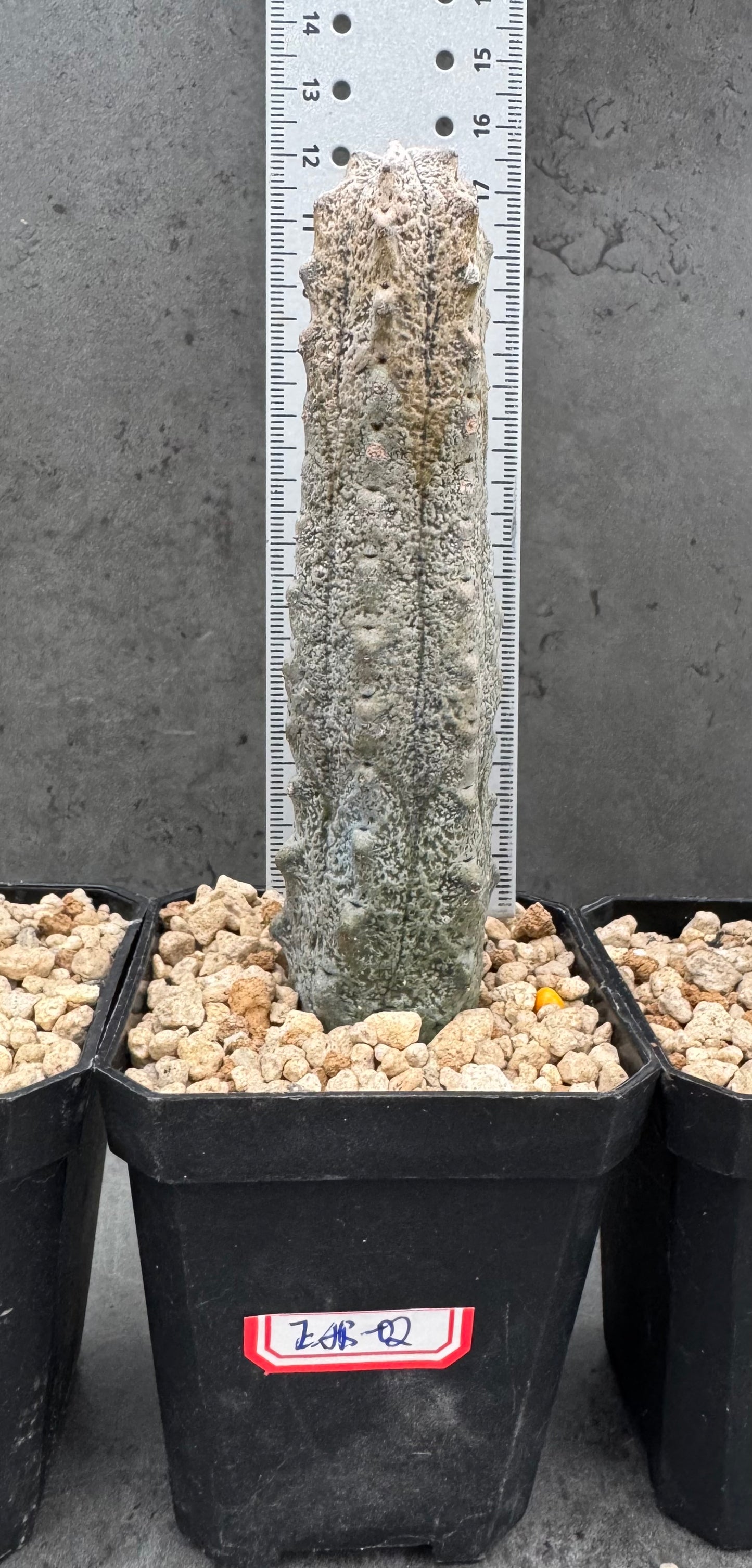 Euphorbia abdelkuri – wurzecht