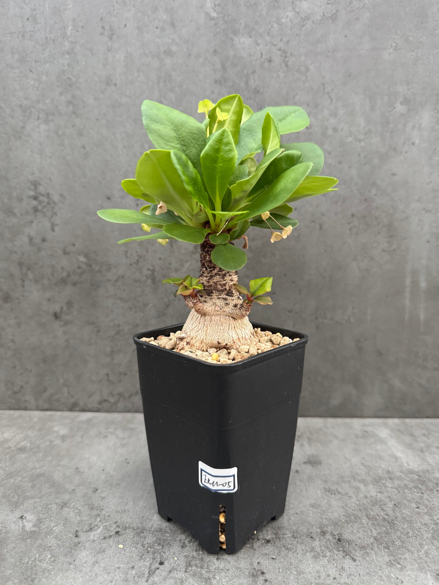 Euphorbia ramena - Riesenpflanzen