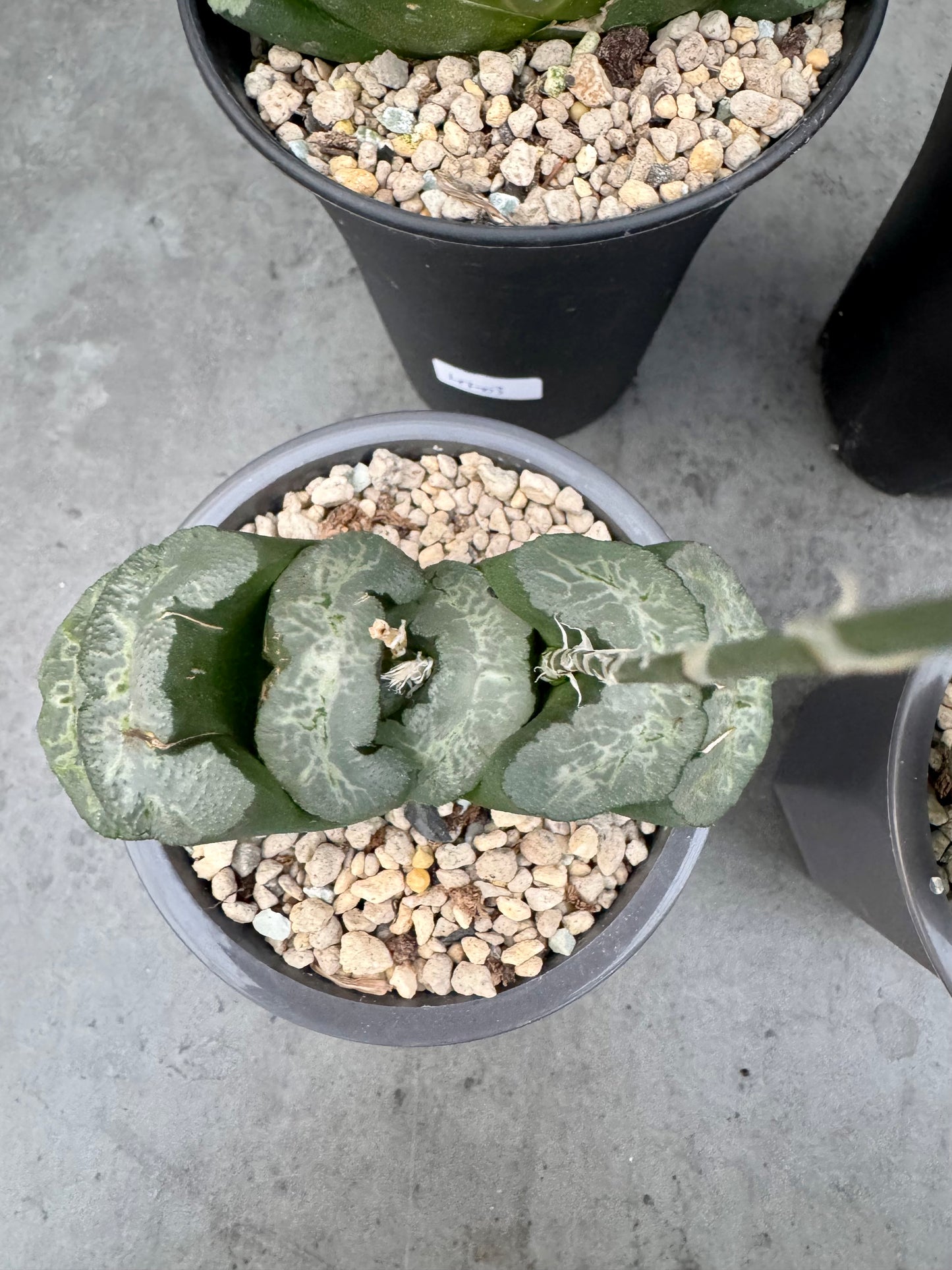 Haworthia truncata cv. Aoigozen