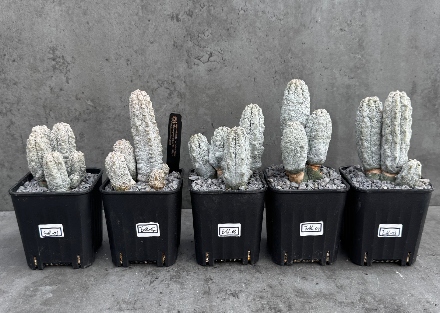 Euphorbia abdelkuri  – Wurzelecht