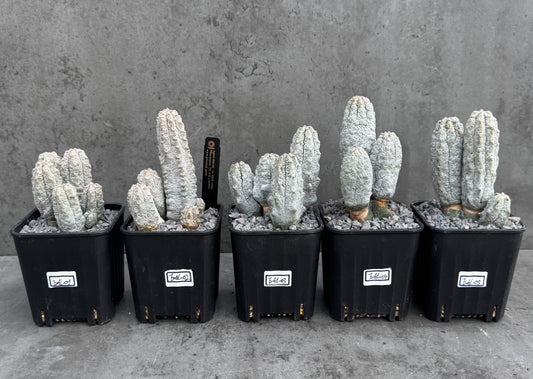 Euphorbia abdelkuri  – Wurzelecht