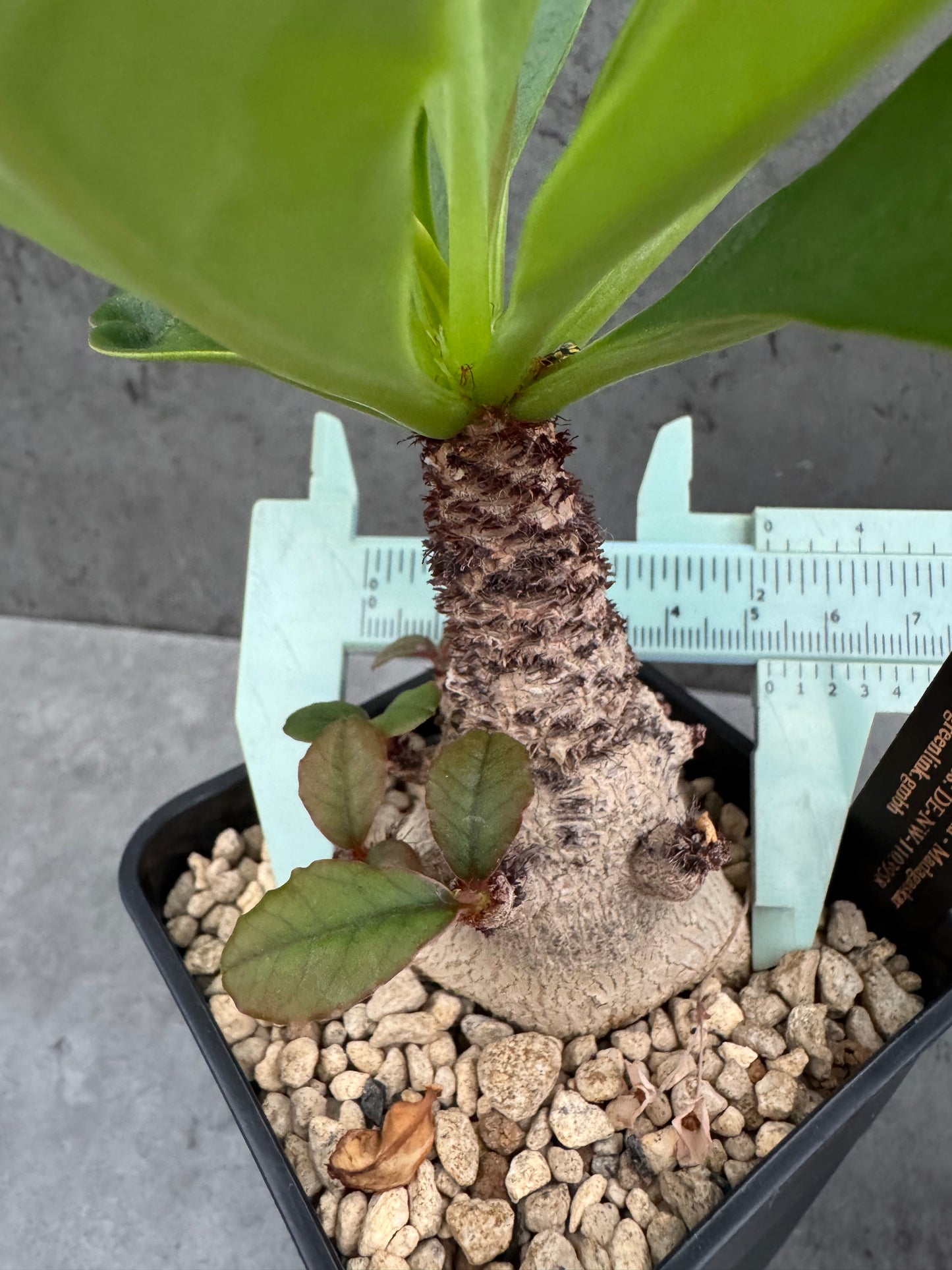 Euphorbia ramena - Riesenpflanzen