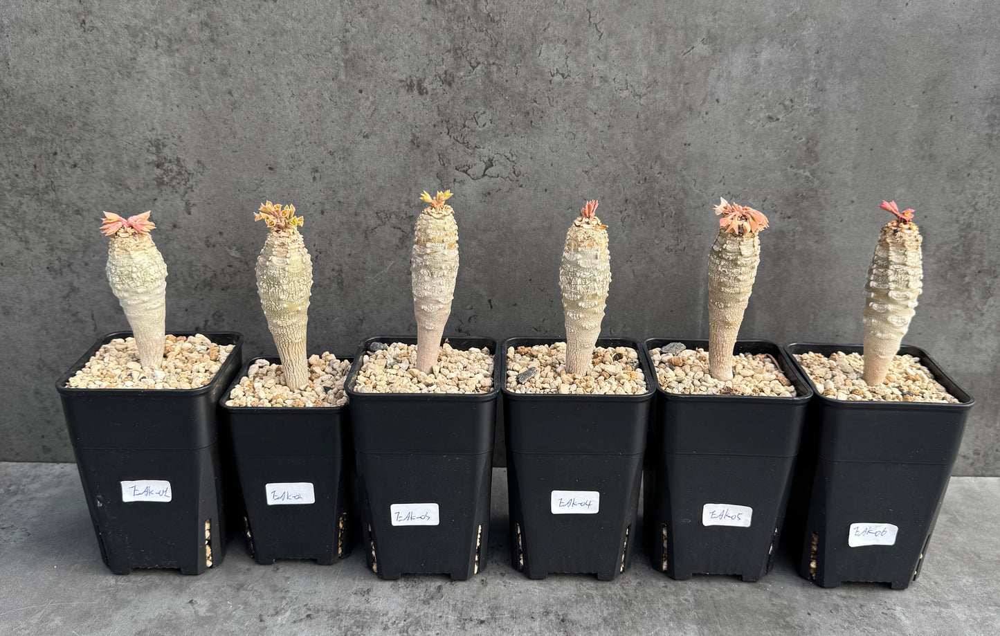 Euphorbia ankarensis