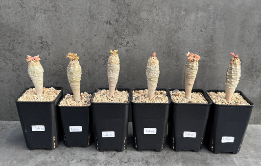 Euphorbia ankarensis