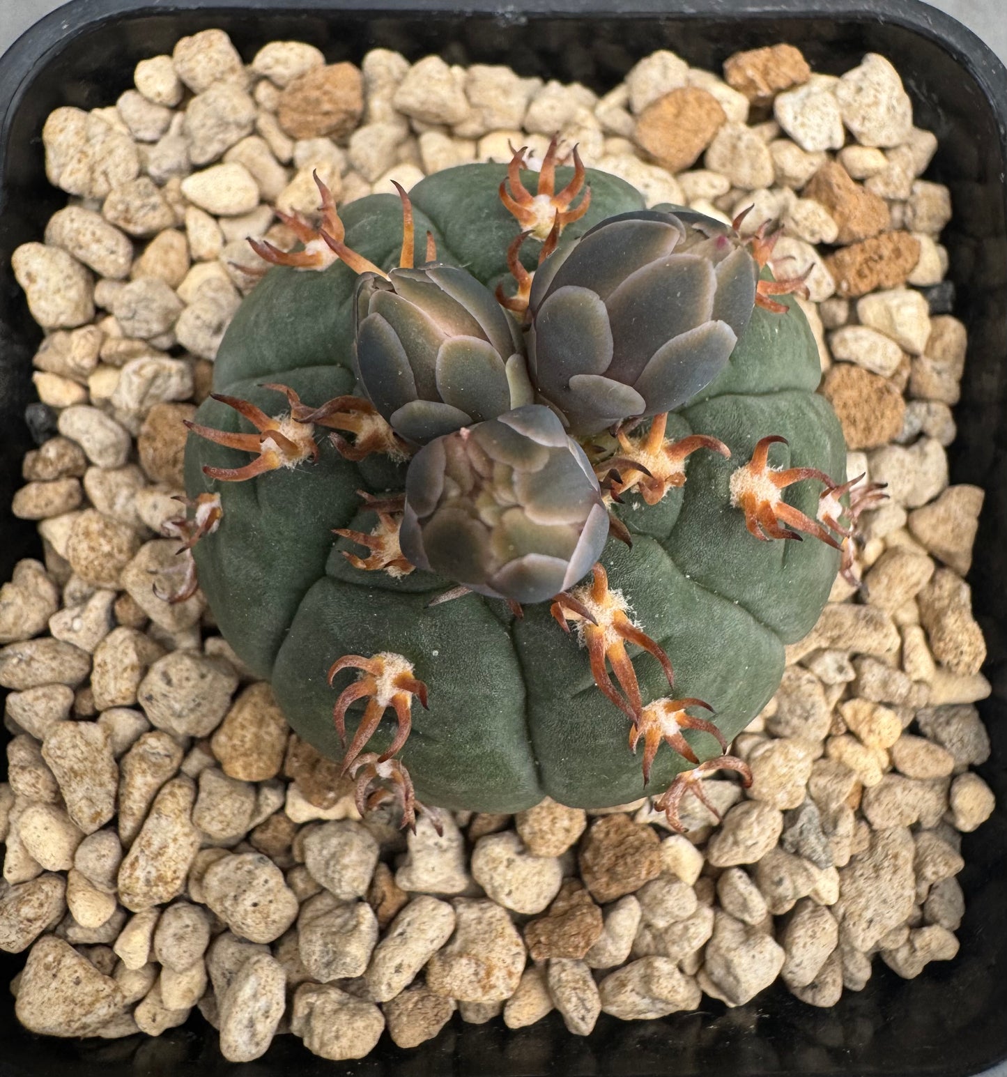 Gymnocalycium spegazzinii v. unguispinum sl 44b